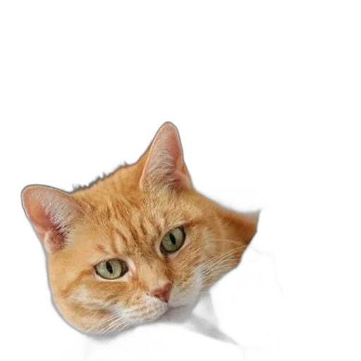 animal, face, hat, staff, photorealistic, 3d render, pixel art, concept art transparent PNG cut-out
