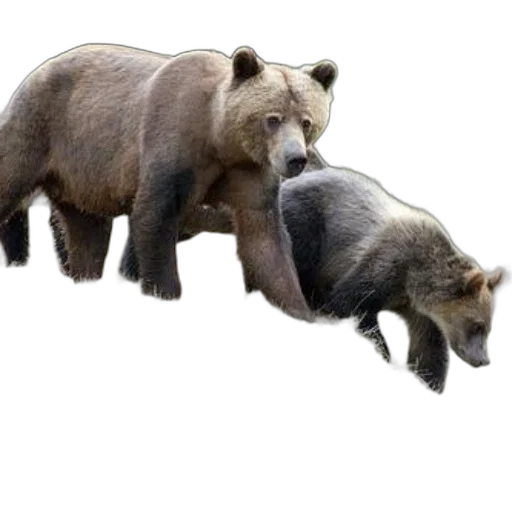 animal, creature, concept art, 3d render, photorealistic, two, brown, bears transparent PNG cut-out