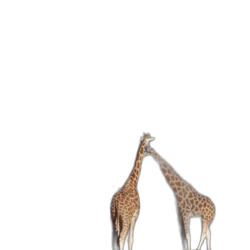 animal, shoes, creature, hat, concept art, 3d render, pixel art, watercolor transparent PNG cut-out