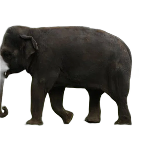 animal, staff, creature, weapon, 3d render, concept art, photorealistic, majestic transparent PNG cut-out