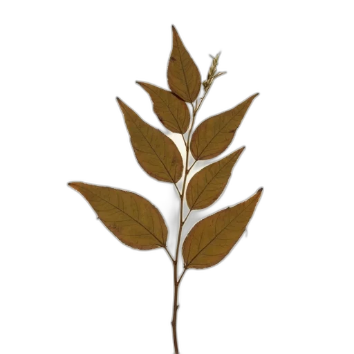 staff, tree, flower, crown, 3d render, photorealistic, concept art, earth tones transparent PNG cut-out