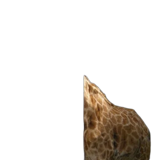 animal, hat, umbrella, shoes transparent PNG cut-out