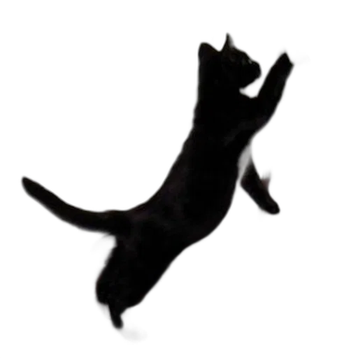 animal, staff, creature, dragon, photorealistic, 3d render, black, cat transparent PNG cut-out