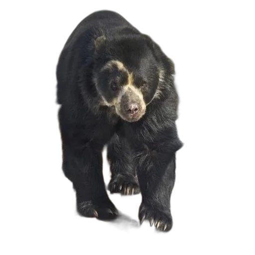 animal, creature, staff, face, 3d render, photorealistic, concept art, black transparent PNG cut-out