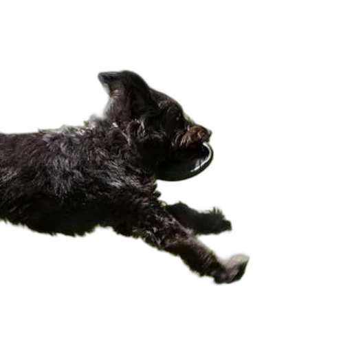 animal, staff, creature, hair, 3d render, photorealistic, black, dog transparent PNG cut-out