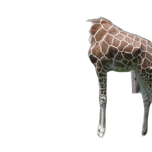 animal, creature, furniture, jewelry, 3d render, concept art, photorealistic, giraffe transparent PNG cut-out