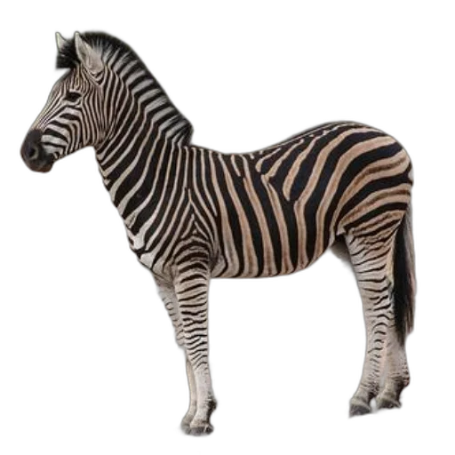 animal, creature, jewelry, furniture, 3d render, photorealistic, concept art, zebra transparent PNG cut-out