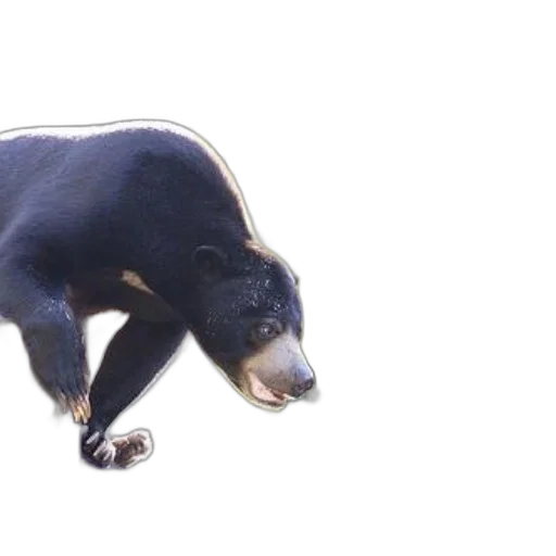 animal, creature, staff, face, 3d render, photorealistic, concept art, black transparent PNG cut-out