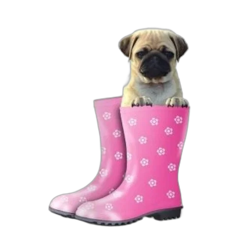 shoes, cute, pug, puppy, peeks, out, pair, pink transparent PNG cut-out