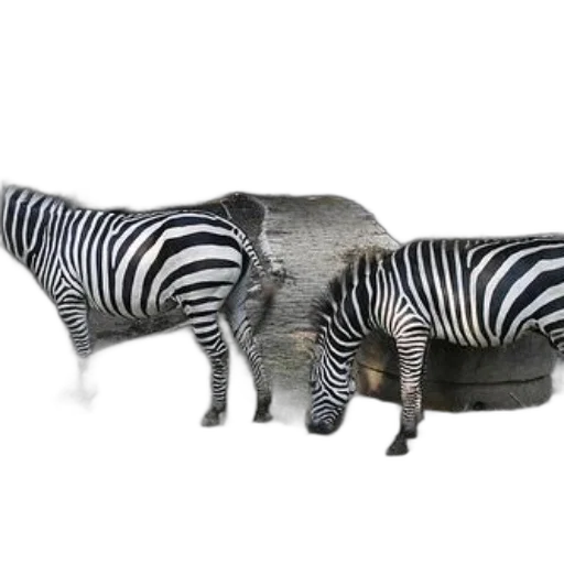 animal, furniture, shoes, jewelry, 3d render, concept art, photorealistic, monochrome transparent PNG cut-out