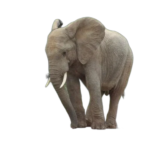 animal, creature, staff, face, 3d render, photorealistic, concept art, majestic transparent PNG cut-out