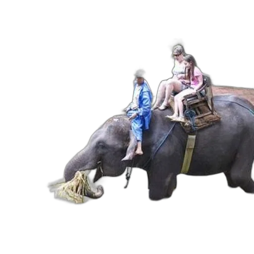 animal, concept art, photorealistic, family, rides, elephant, through, shallow transparent PNG cut-out