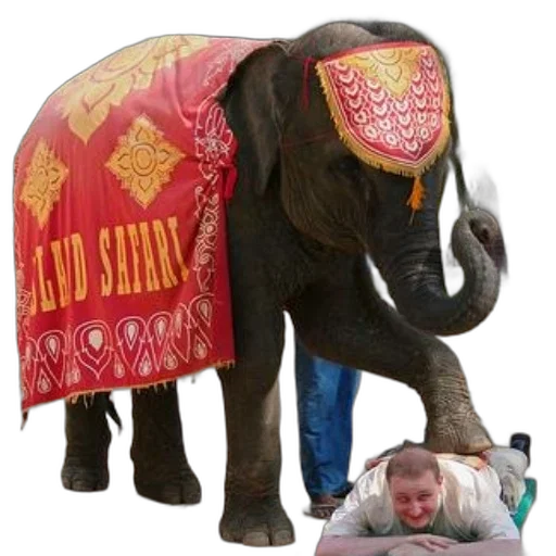 animal, creature, staff, concept art, man, lies, ground, elephant transparent PNG cut-out