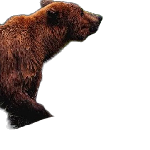 animal, creature, staff, photorealistic, concept art, grizzly, bear, catches transparent PNG cut-out