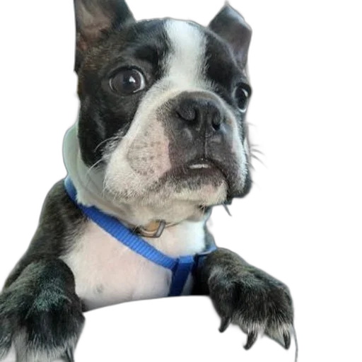animal, staff, face, creature, photorealistic, 3d render, boston, terrier transparent PNG cut-out