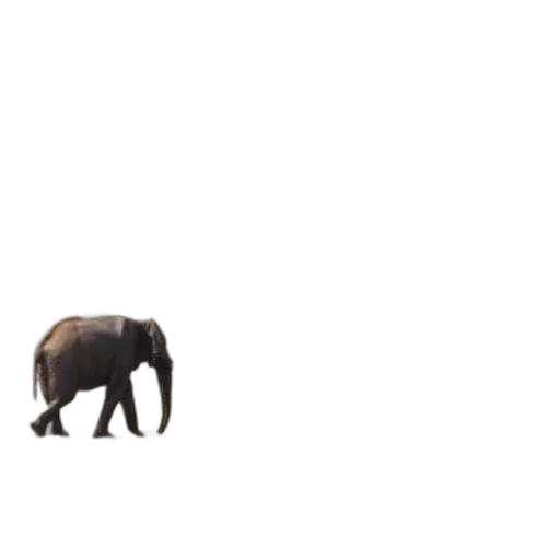 animal, creature, umbrella, hat, pixel art, concept art, 3d render, photorealistic transparent PNG cut-out