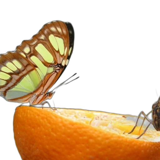 food, animal, crown, photorealistic, 3d render, concept art, vibrant, butterfly transparent PNG cut-out