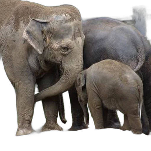 animal, photorealistic, concept art, mother, elephant, her, calf, stand transparent PNG cut-out