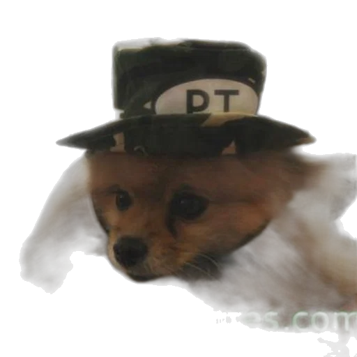 hat, animal, staff, creature, photorealistic, concept art, watercolor, oil painting transparent PNG cut-out