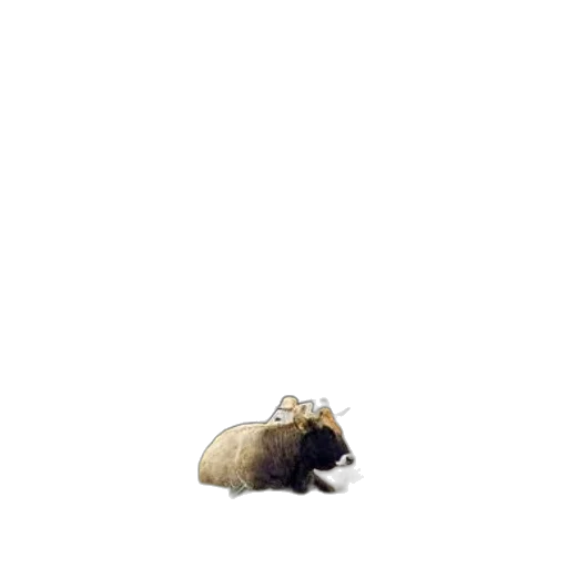 animal, creature, hair, hat, concept art, pixel art, 3d render, photorealistic transparent PNG cut-out