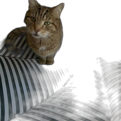 animal, furniture, creature, photorealistic, 3d render, cat, sits, open transparent PNG cut-out