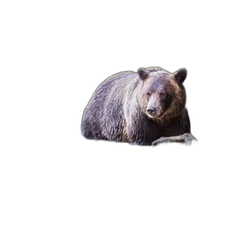 animal, creature, face, staff, photorealistic, pixel art, concept art, 3d render transparent PNG cut-out