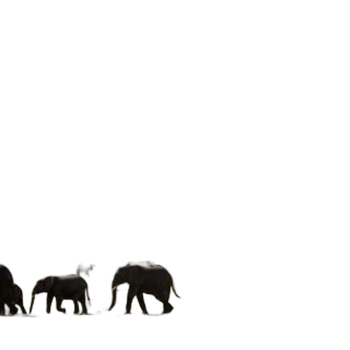 animal, creature, concept art, forest, fog, elephants, graze, foreground transparent PNG cut-out