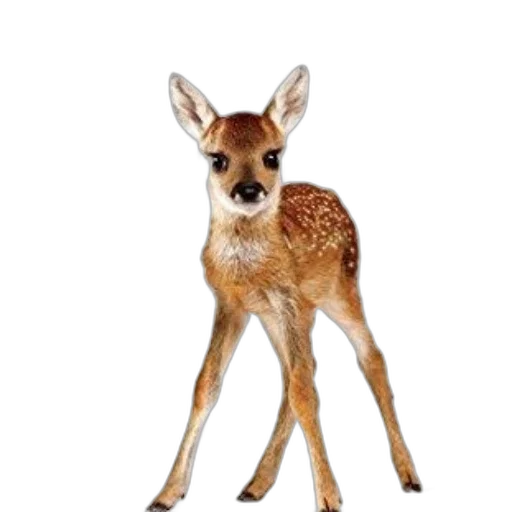 animal, creature, staff, crown, photorealistic, concept art, 3d render, pixel art transparent PNG cut-out