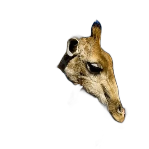 mask, animal, jewelry, face, photorealistic, 3d render, concept art, watercolor transparent PNG cut-out