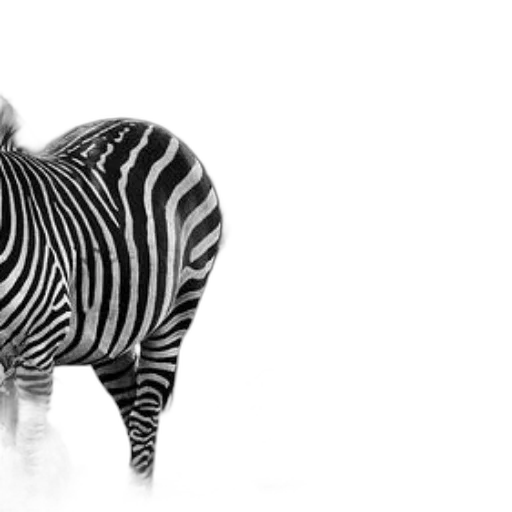 animal, creature, jewelry, photorealistic, 3d render, concept art, monochrome, black transparent PNG cut-out