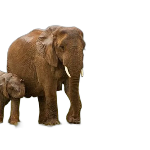 animal, photorealistic, 3d render, concept art, majestic, elephant, calf, roam transparent PNG cut-out