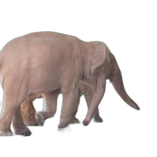 animal, creature, staff, 3d render, concept art, photorealistic, large, elephant transparent PNG cut-out