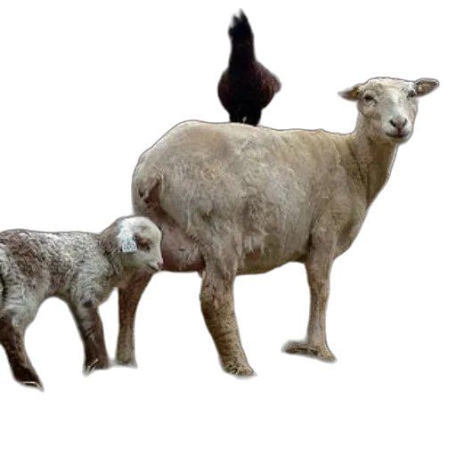 animal, creature, 3d render, photorealistic, concept art, sheep, two, lambs transparent PNG cut-out