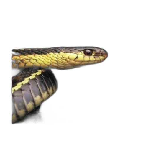 jewelry, weapon, animal, sword, 3d render, concept art, photorealistic, snake transparent PNG cut-out