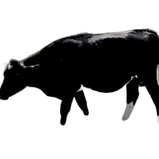 animal, food, creature, jewelry, photorealistic, concept art, 3d render, black transparent PNG cut-out