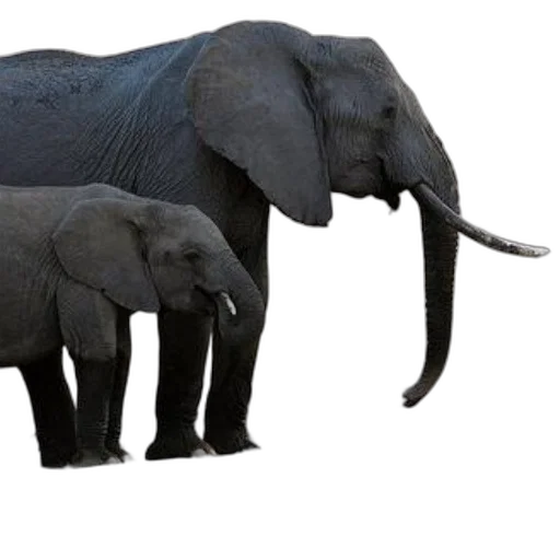 animal, creature, weapon, concept art, 3d render, photorealistic, two, elephants transparent PNG cut-out