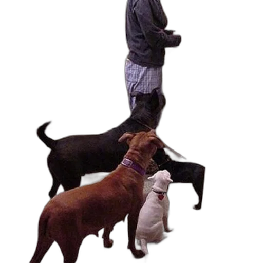 animal, staff, creature, concept art, 3d render, photorealistic, person, kitchen transparent PNG cut-out