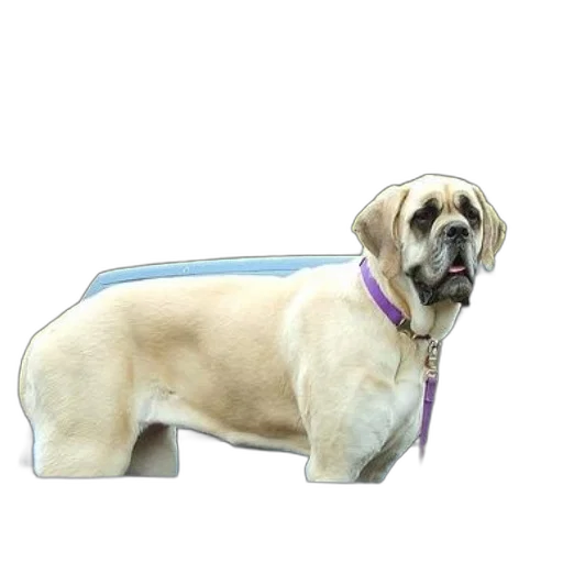 animal, staff, creature, 3d render, photorealistic, concept art, large, dog transparent PNG cut-out