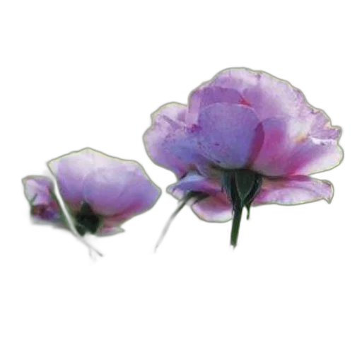 flower, jewelry, crown, hat, photorealistic, 3d render, watercolor, oil painting transparent PNG cut-out
