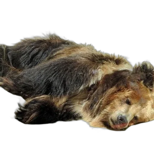 animal, creature, hair, staff, brown, bear, dark, fur transparent PNG cut-out