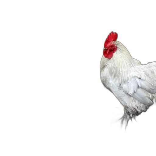 animal, food, creature, weapon, 3d render, photorealistic, white, rooster transparent PNG cut-out