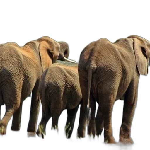 animal, 3d render, photorealistic, concept art, elephants, gather, edge, body transparent PNG cut-out