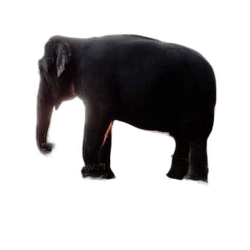 animal, creature, staff, weapon, 3d render, photorealistic, concept art, elephant transparent PNG cut-out