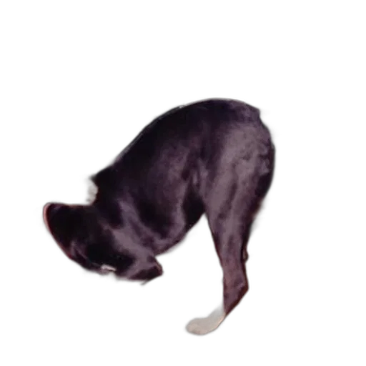 animal, staff, creature, hat transparent PNG cut-out