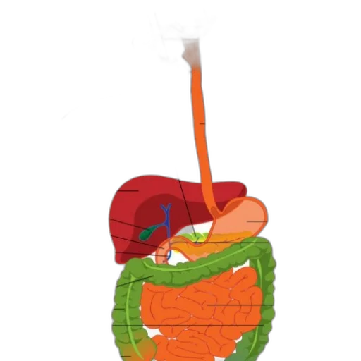 bottle, staff, food, hat, 3d render, concept art, detailed, anatomical transparent PNG cut-out