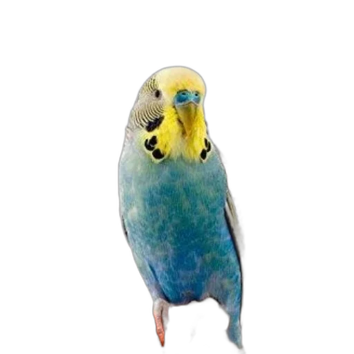 animal, staff, jewelry, creature, photorealistic, 3d render, oil painting, watercolor transparent PNG cut-out
