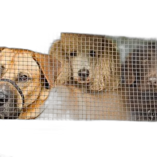 three, dogs, seen, through, grated, window, car, one transparent PNG cut-out