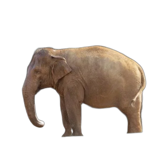 animal, creature, staff, weapon, 3d render, photorealistic, concept art, oil painting transparent PNG cut-out