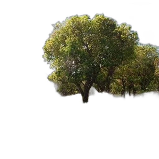 tree, crown, hair, hat, photorealistic, 3d render, concept art, pixel art transparent PNG cut-out