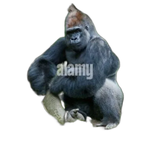 animal, creature, hat, staff, photorealistic, 3d render, concept art, gorilla transparent PNG cut-out